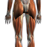 Posterior view of female leg muscles on white background.