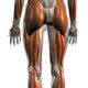 Posterior view of female leg muscles on white background.