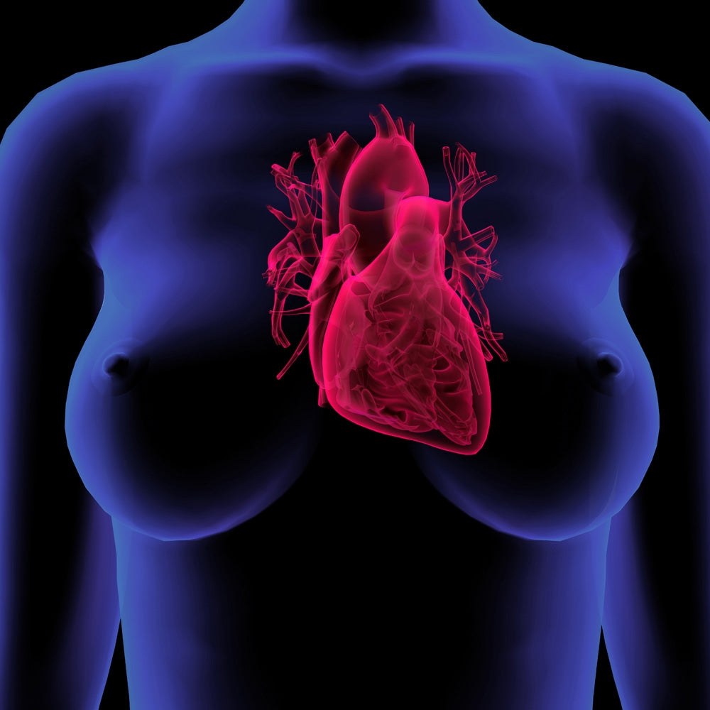 Front view x-ray style poster of female chest and heart.