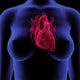 Front view x-ray style poster of female chest and heart.