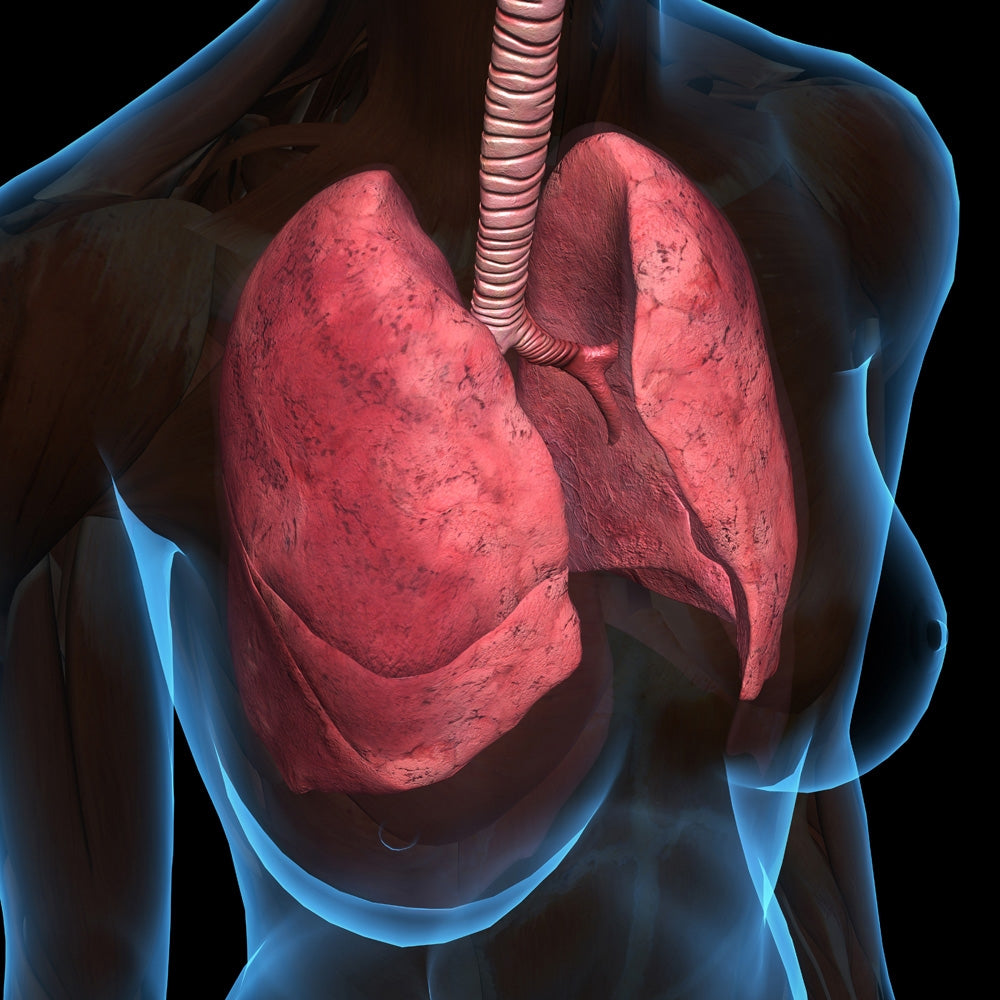 X-ray view of female chest with lungs on black background.
