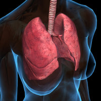 X-ray view of female chest with lungs on black background.