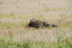 Belgian Paratroopers on Guard in the Fields Poster Print