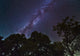 Milky Way over live oak and mesquite trees poster print showcasing a starry night sky.