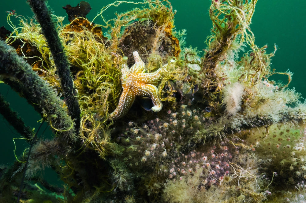 Northern Sea Star poster print showcasing vibrant marine life in New Jersey waters.