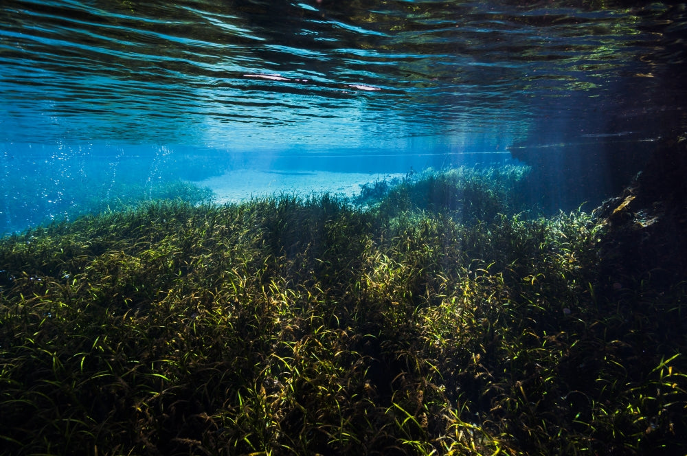 Vegetation in the spring pool at Ichetucknee Springs State Park Poster Print by Jennifer Idol