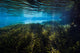 Vegetation in the spring pool at Ichetucknee Springs State Park Poster Print by Jennifer Idol
