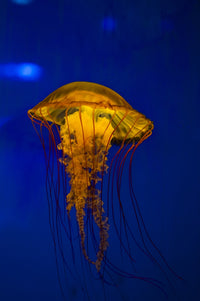 Pacific Sea Nettle Jellyfish Poster Print by Jennifer Idol, showcasing vibrant colors and intricate details.