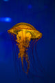Pacific Sea Nettle Jellyfish Poster Print by Jennifer Idol, showcasing vibrant colors and intricate details.