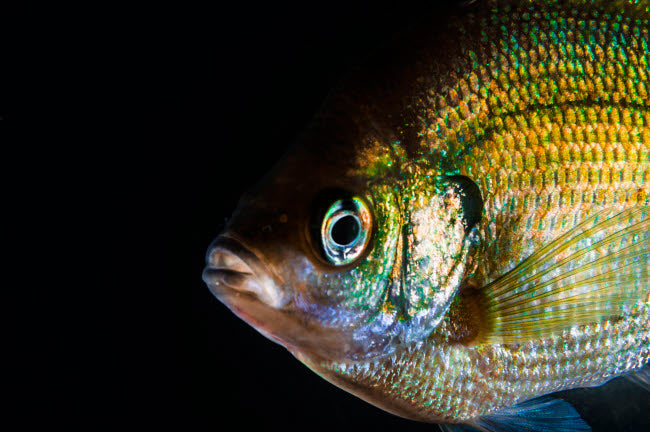 A Green Sunfish Poster Print by Jennifer Idol showcasing vibrant aquatic life.