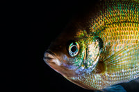 A Green Sunfish Poster Print by Jennifer Idol showcasing vibrant aquatic life.