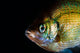 A Green Sunfish Poster Print by Jennifer Idol showcasing vibrant aquatic life.