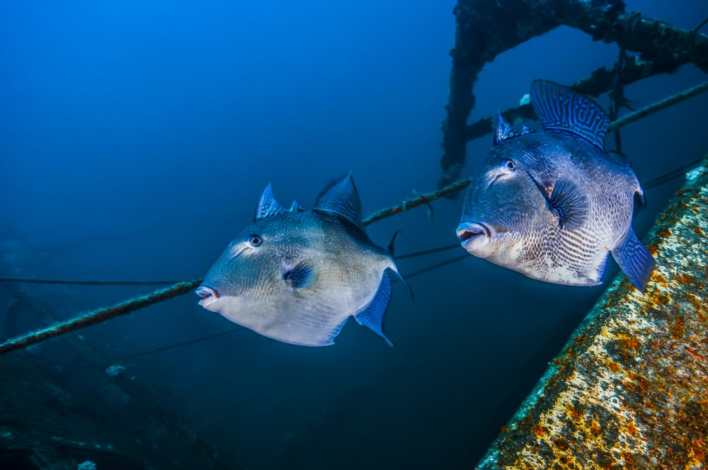Triggerfish swimming around the USTS Texas Clipper wreck poster print by Jennifer Idol.