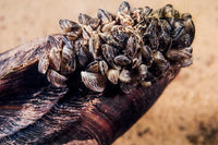 Zebra Mussels Poster Print by Jennifer Idol showcasing detailed aquatic life.