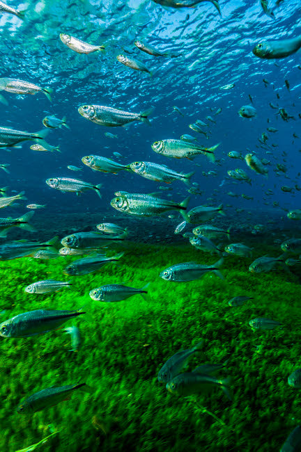 Mexican Tetra swimming in Balmorhea Springs State Park poster print.