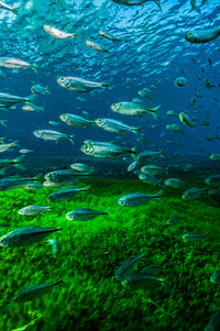 Mexican Tetra swimming in Balmorhea Springs State Park poster print.