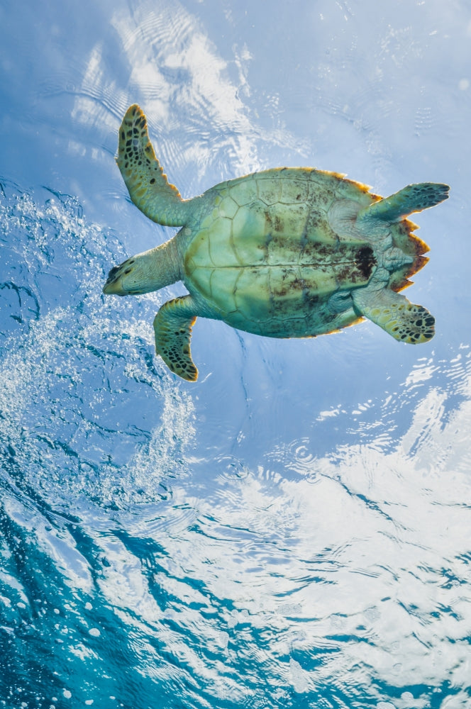 Hawksbill Sea Turtle Poster Print in Cozumel, Mexico by Jennifer Idol