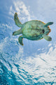 Hawksbill Sea Turtle Poster Print in Cozumel, Mexico by Jennifer Idol
