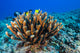 Antler Coral on the volcanic seafloor of Kona, Hawaii - Poster Print