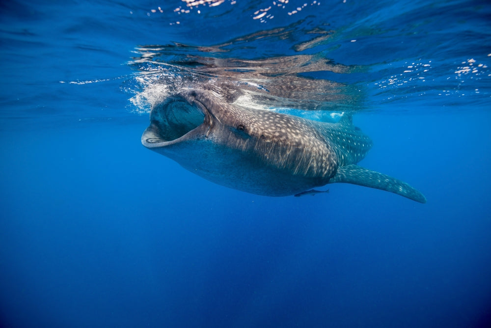 Whale shark swimming in Isla Mujeres, Mexico - Poster Print