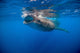 Whale shark swimming in Isla Mujeres, Mexico - Poster Print