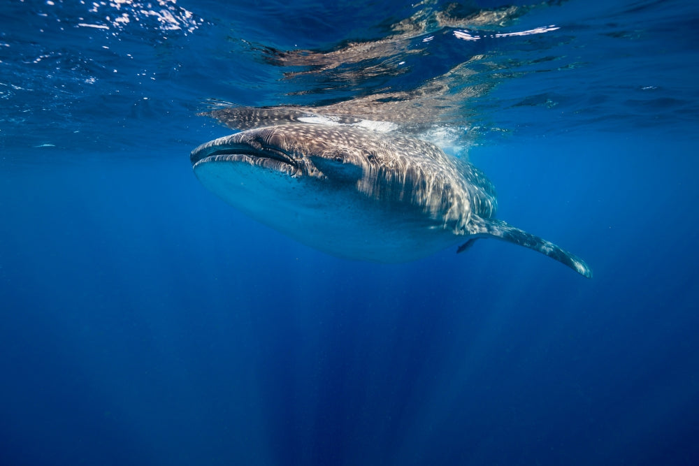 Whale Shark in Isla Mujeres, Mexico Poster Print by Jennifer Idol