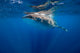 Whale Shark in Isla Mujeres, Mexico Poster Print by Jennifer Idol