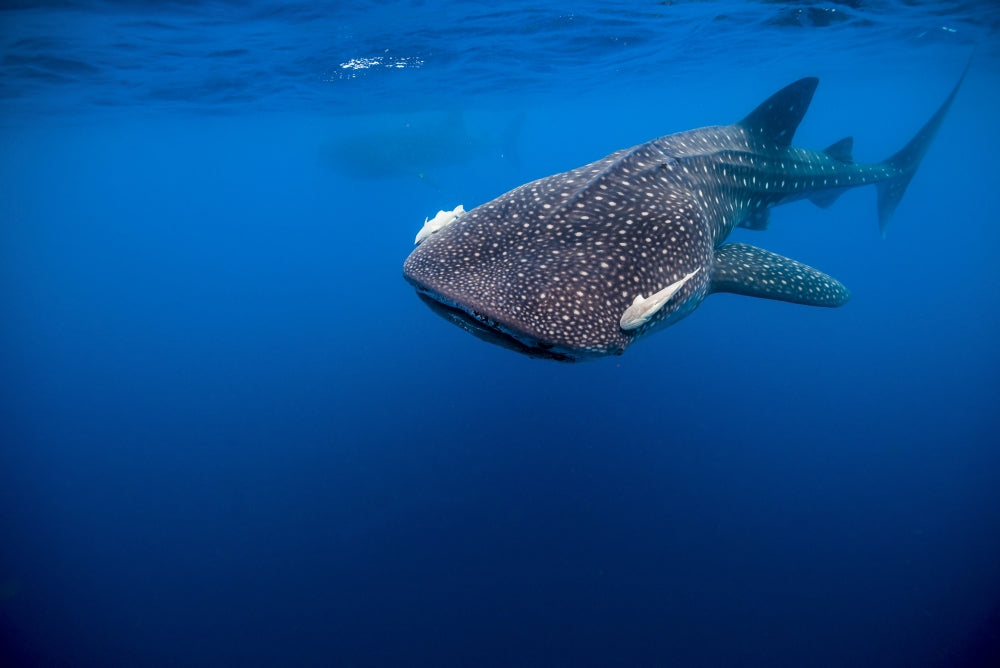 Whale Shark in Isla Mujeres, Mexico Poster Print by Jennifer Idol.