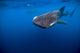Whale Shark in Isla Mujeres, Mexico Poster Print by Jennifer Idol.