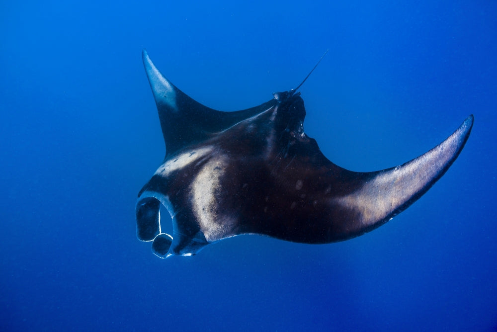Manta Ray Feeding in Isla Mujeres, Mexico Poster Print