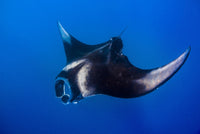 Manta Ray Feeding in Isla Mujeres, Mexico Poster Print