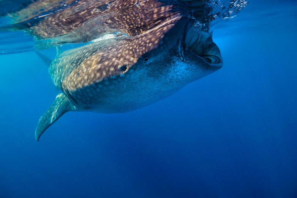 Whale Shark in Isla Mujeres, Mexico Poster Print by Jennifer Idol