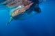 Whale Shark in Isla Mujeres, Mexico Poster Print by Jennifer Idol