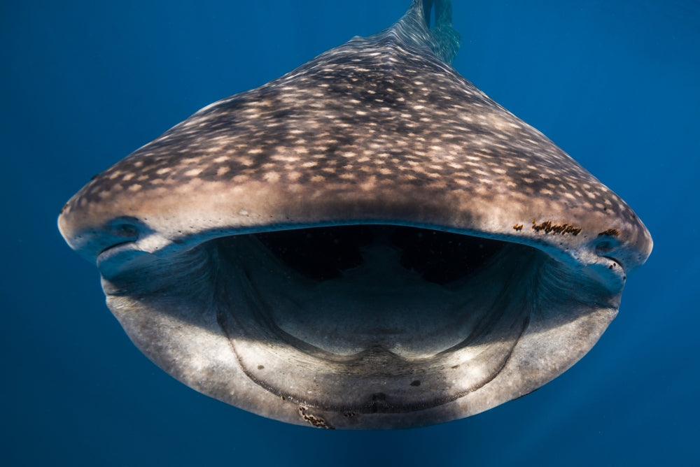 Whale shark swimming in Isla Mujeres, Mexico - Poster Print by Jennifer Idol