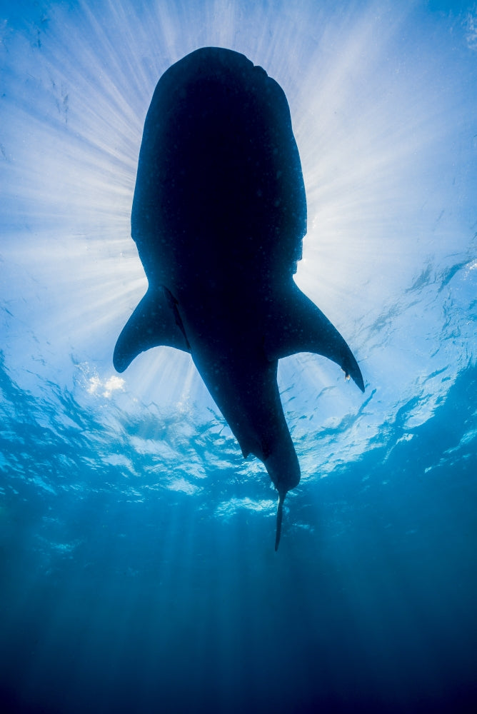 Whale Shark in Isla Mujeres, Mexico Poster Print by Jennifer Idol