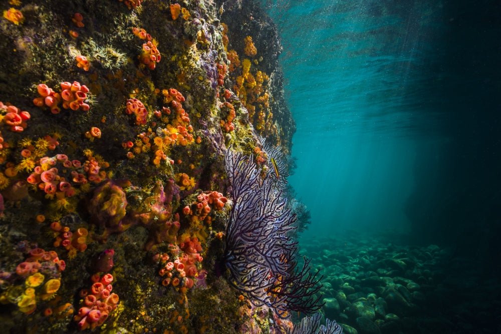 Reef Structure in La Paz, Mexico Poster Print by Jennifer Idol