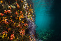 Reef Structure in La Paz, Mexico Poster Print by Jennifer Idol