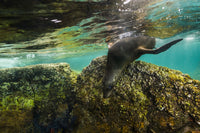California Sea Lion in Isla Mujeres Poster Print by Jennifer Idol