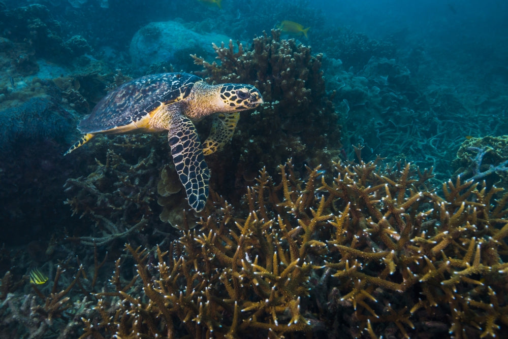 Hawksbille Sea Turtle Poster Print by Jennifer Idol showcasing marine life.