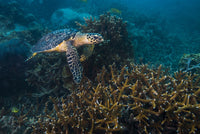 Hawksbille Sea Turtle Poster Print by Jennifer Idol showcasing marine life.