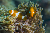 False Clownfish Poster Print near anemone, Tioman Island, Malaysia.