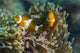 False Clownfish Poster Print near anemone, Tioman Island, Malaysia.