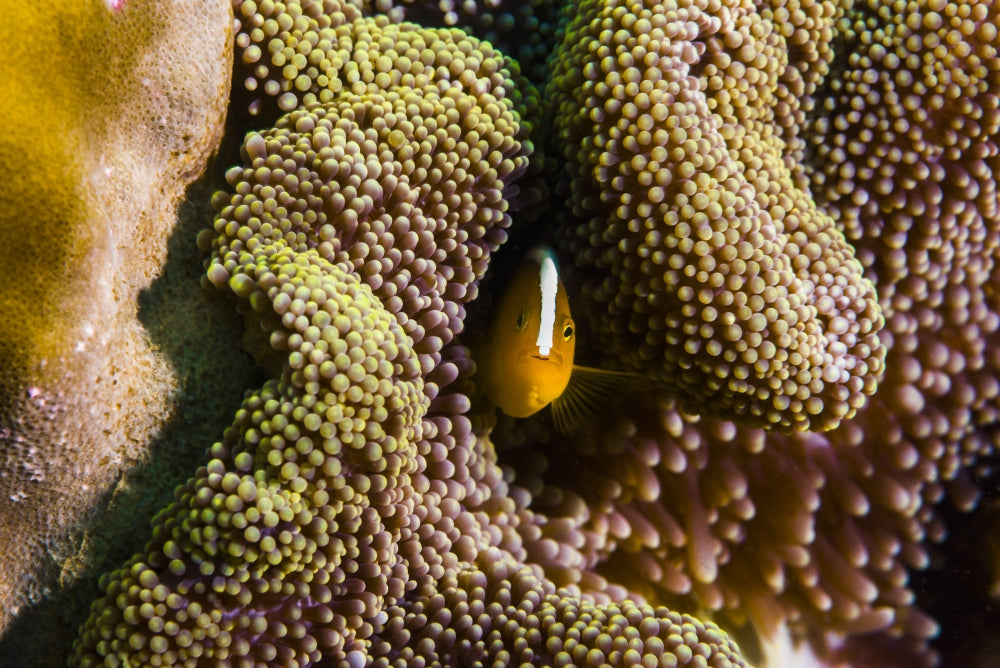 Orange Anemonefish Poster Print from Tioman Island, Malaysia