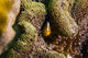 Orange Anemonefish Poster Print from Tioman Island, Malaysia