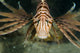 Red Lionfish in Malaysia Poster Print by Jennifer Idol, showcasing vibrant marine life.