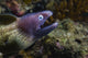 White-Eyed Moray Eel Poster Print showcasing vibrant underwater photography.