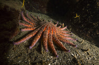 Large Sunflower Sea Star Poster Print showcasing vibrant ocean colors.