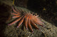 Large Sunflower Sea Star Poster Print showcasing vibrant ocean colors.
