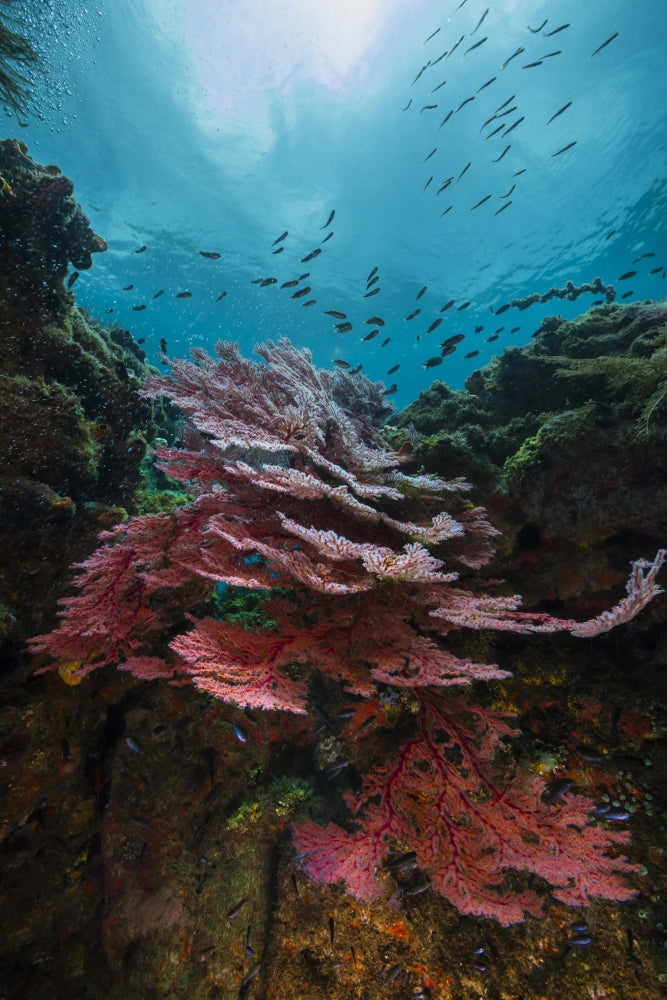 Coral Reef in Raja Ampat, Indonesia Poster Print by Jennifer Idol