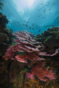Coral Reef in Raja Ampat, Indonesia Poster Print by Jennifer Idol